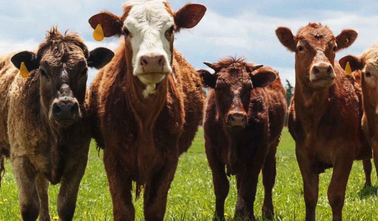How Quality Supplements Help Show Livestock Shine on Show Day