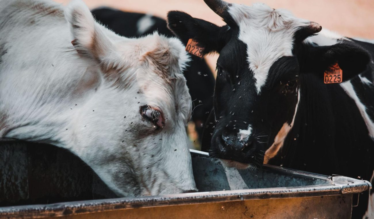 Why Livestock Supplements Are Important for Animal Health and Farm Productivity